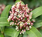 Japanese skimmia flowers