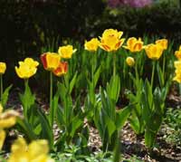 Photo of tulips