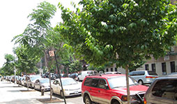 A city block with many newly planted young trees