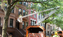 Cherry-picker rises to allow pruning of tree branches