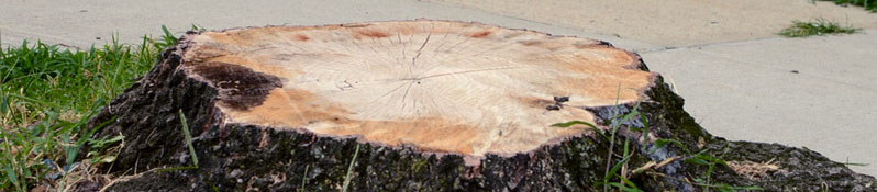 tree stump