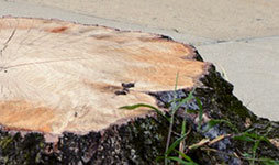 Stump of a tree