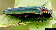 The Emerald Ash Borer is an invasive beetle that can be found on trees.