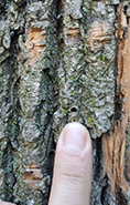 An uppercase D-shaped exit hole in the bark of the tree is sign of an Emerald Ash Borer infestation.