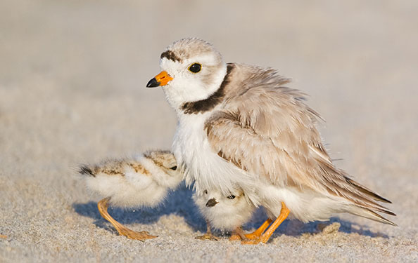 A tiny bird with a white underbelly, gray feathers, a black and yellow beak, and black markings tend to her chicks on the shore.