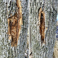 Swirly markings on the inner bark of the tree show signs of Emerald Ash Borer infestation.