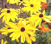 Black-Eyed Susan flowers