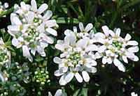 Candytuft blossoms