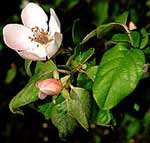 Common Quince Flower