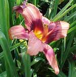 Daylily