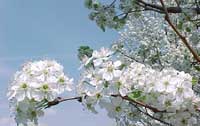 Flowering Pear Tree blossoms