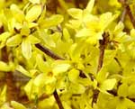 Forsythia Flowers