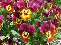 Pansies