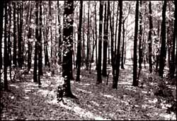 Photo of LaTourette Park, Staten Island 1986