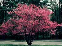 Redbud Tree