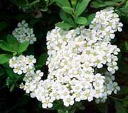 Snowmound blooms