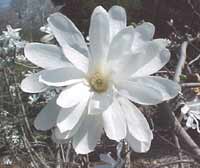 Star Magnolia