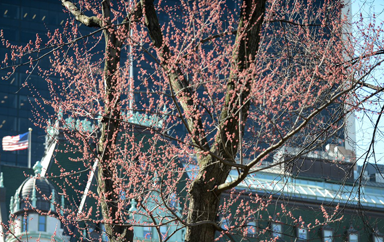 Red Maple Trees