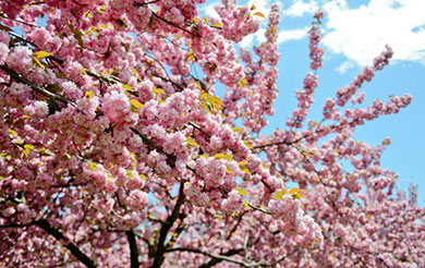 Cherry Trees