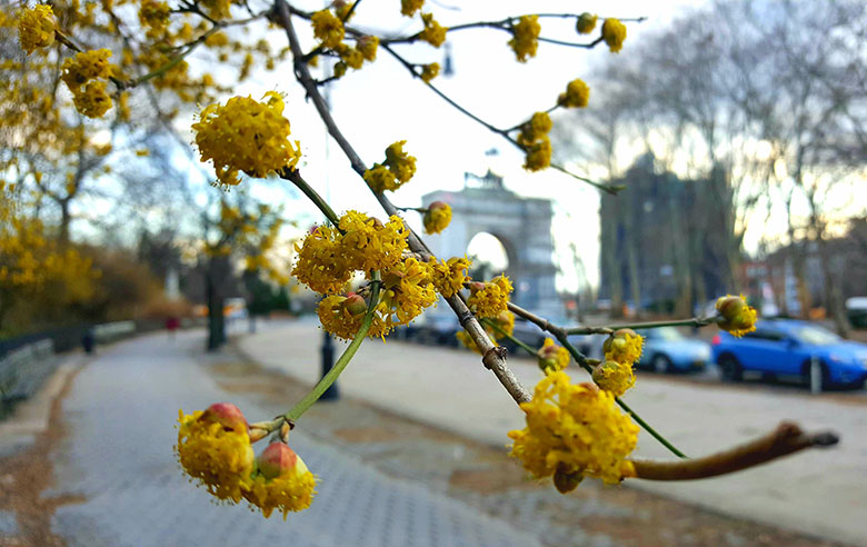 Cornelian Cherry