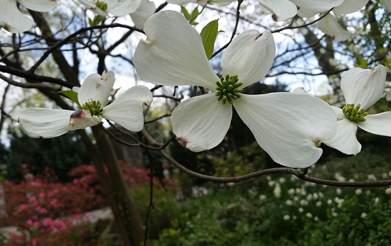 Flowering Dogwood