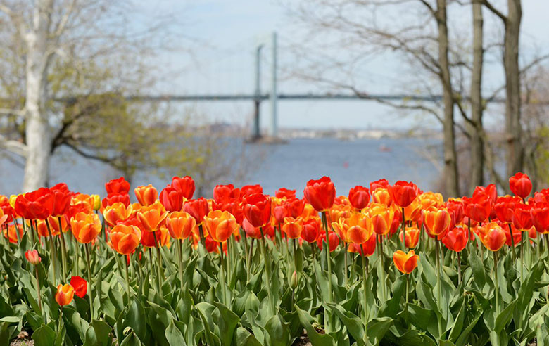 Tulips