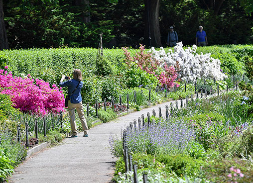 A park guests stops to take a photo of flowers in bloom along a park path