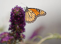 a monarch butterfly