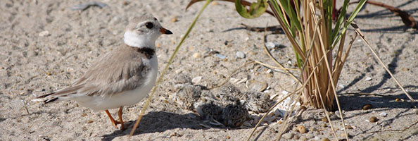 A tiny gray and white shorebird looks over the gray chicks in a hole in the sand at the beach. The hole is shaded by beachgrass.