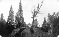 Image of 1911 Shot of Split Rock Road in Pelham Bay Park, Site of Anne Hutchinson’s Death