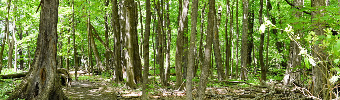 Riverdale hiking trail