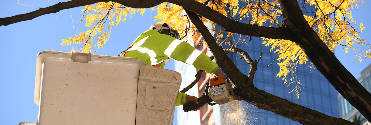 A member of the forestry crew uses a cherry picker to reach up into a tall tree and use a saw to cut down a tree limb.