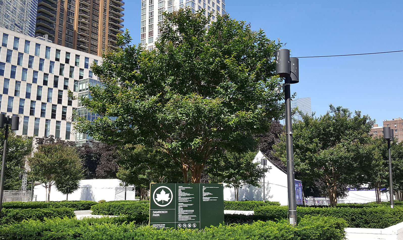 trees grow from retangular tree pits arranged on a plaza-like area