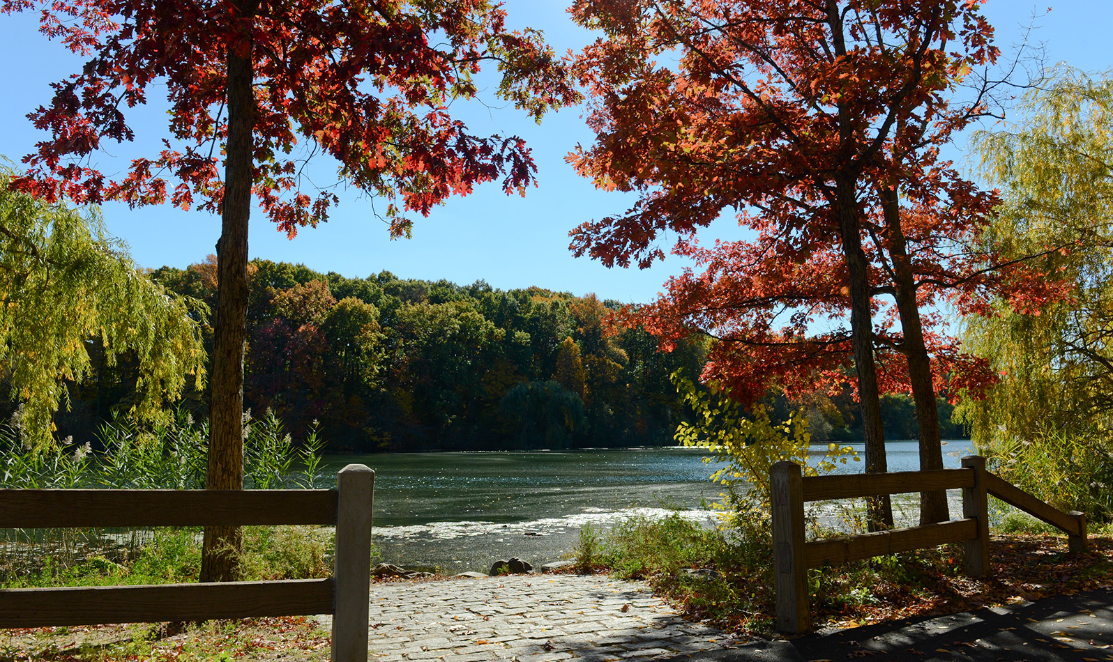 An opening in a wooden fence leads out to a lake which features a towering view of the forest and a walkway flanked by trees with red leaves