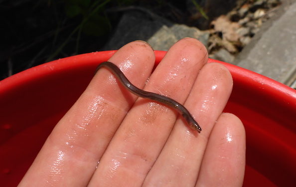 A tiny worm-like eel moves around in someone's palm