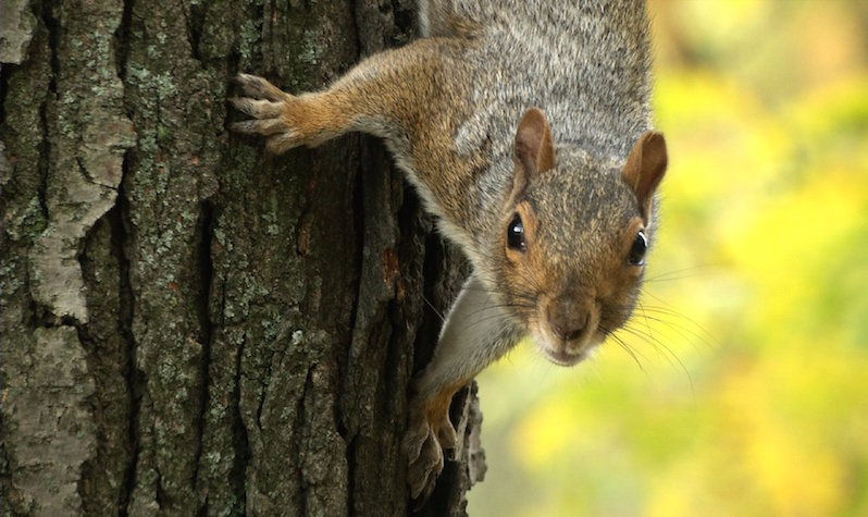 8 Ways You Can Enjoy NYC Parks From Home : NYC Parks