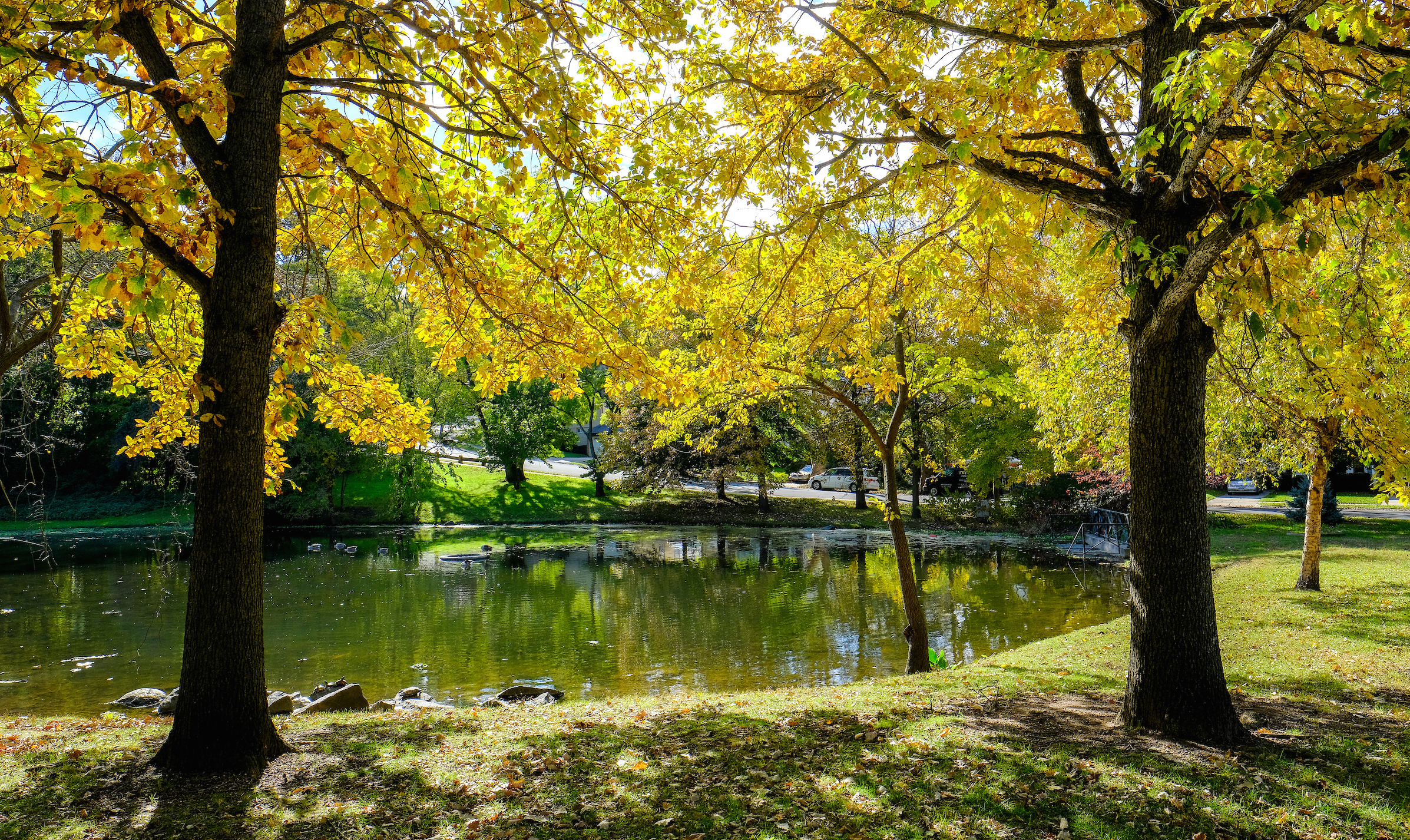 A tiny pond flanked by trees in golden yellow foliage