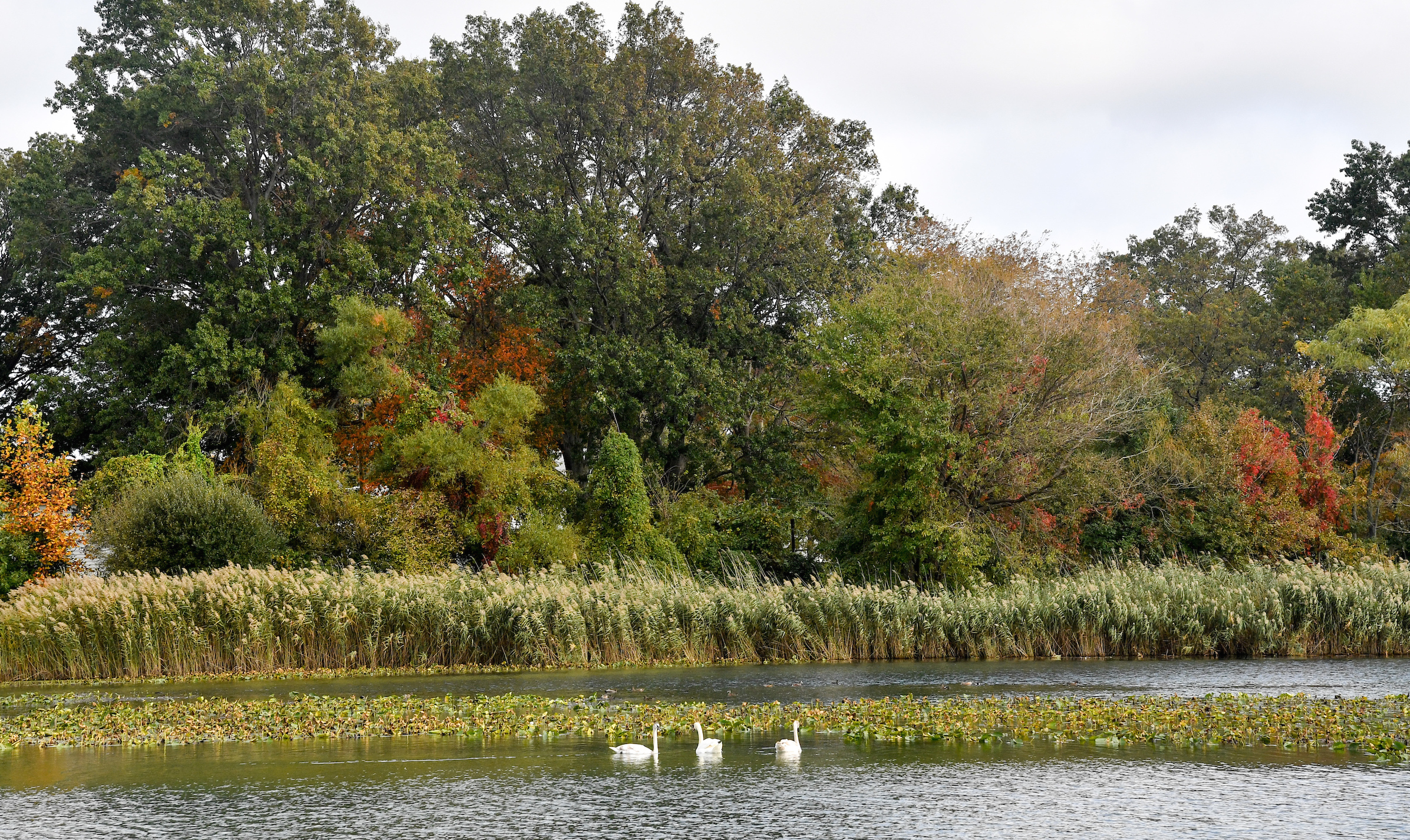 Mute swans swim about the pond filled with lily pads and surrounded by trees changing to fall colors