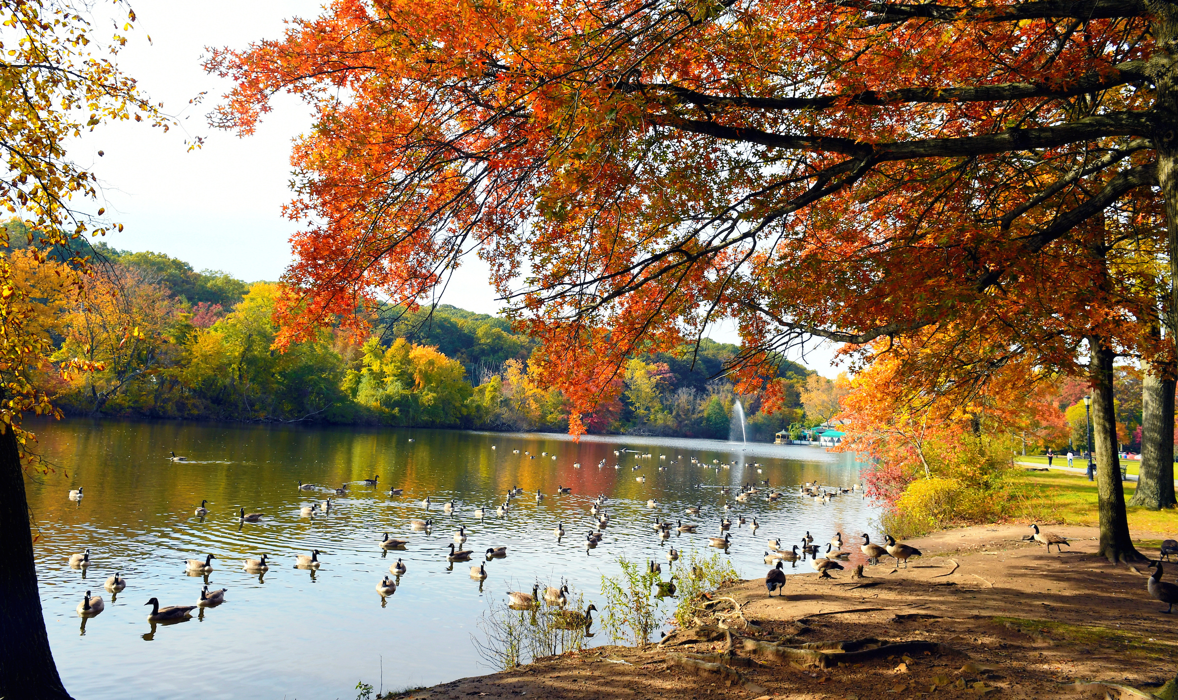 Lakeside view of geese enjoying the water and the trees at peak fall foliage with red and orange leaves