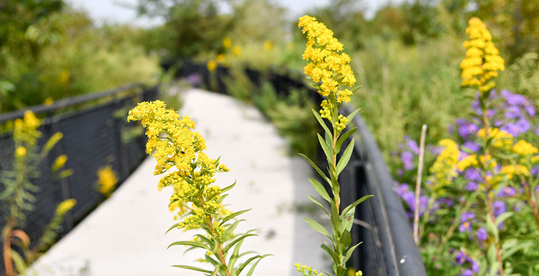 yellow golden rod flowers blossom near a path through a forested area