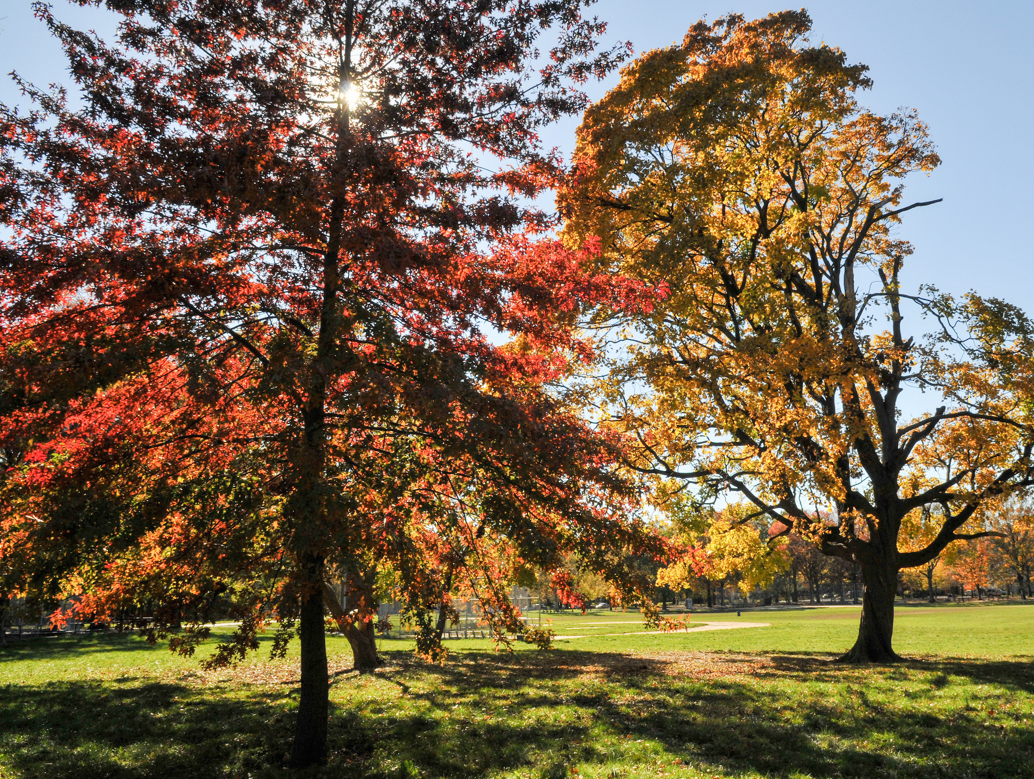 Trees in red and yellow fall colors in the park