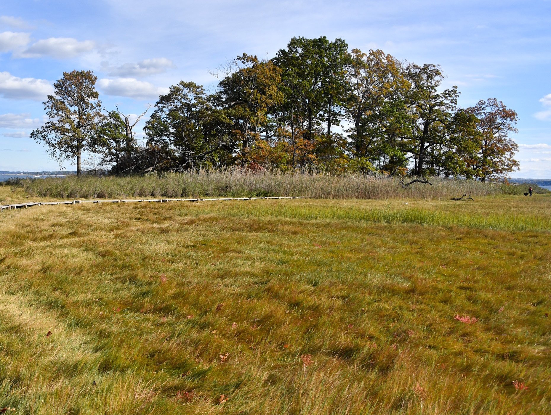 a meadow leads to a forested area at the waterfront of a park