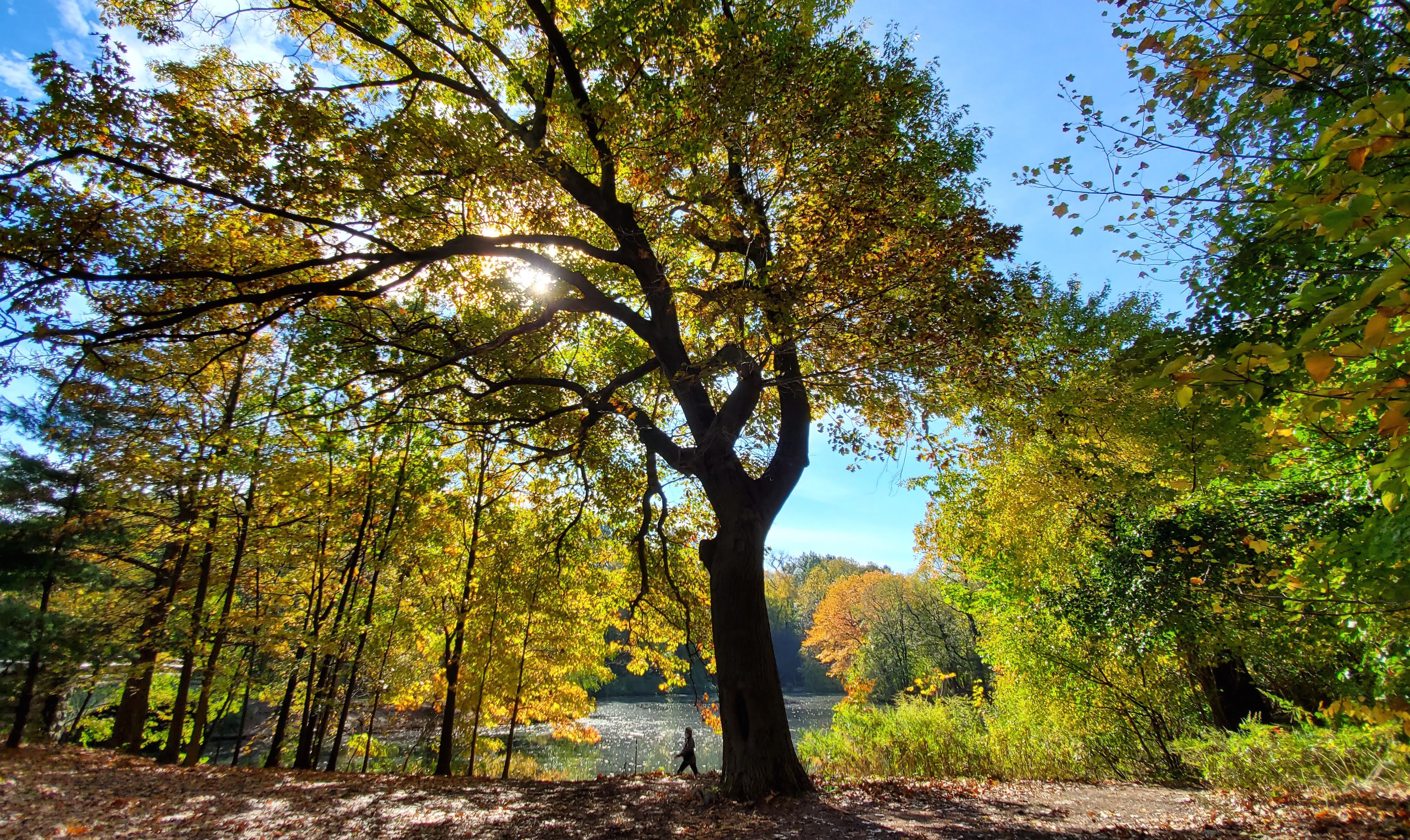 A park visitor walk under the trees in fall colors by the lake