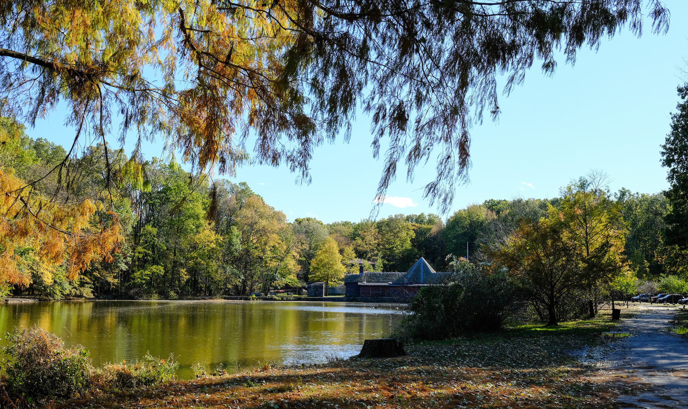 Willows hang over a lake in the park