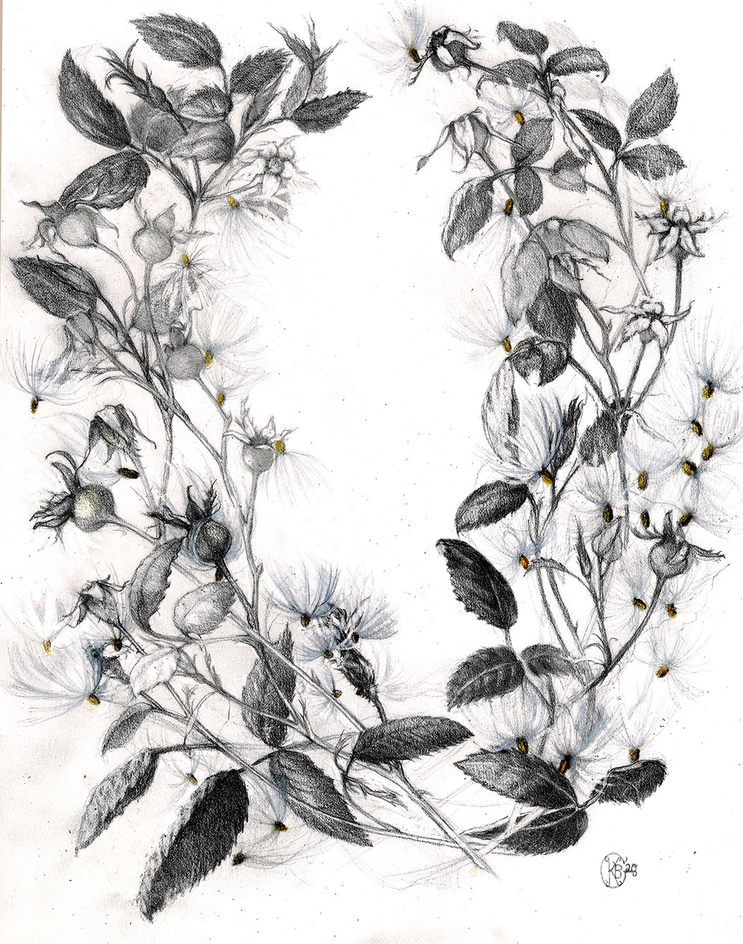 A black and white drawing of milkweed seeds among the rose bushes that form a circular form