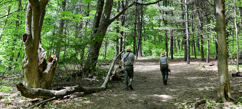 a park ranger leads a hike on trail that winds through a pine grove