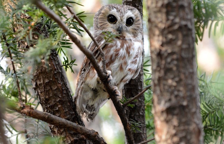 a brown and white owl in a tree