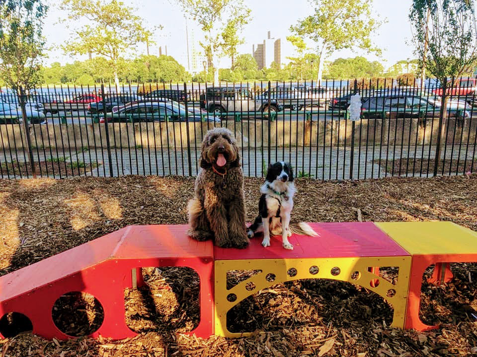 Two dogs pose side by side