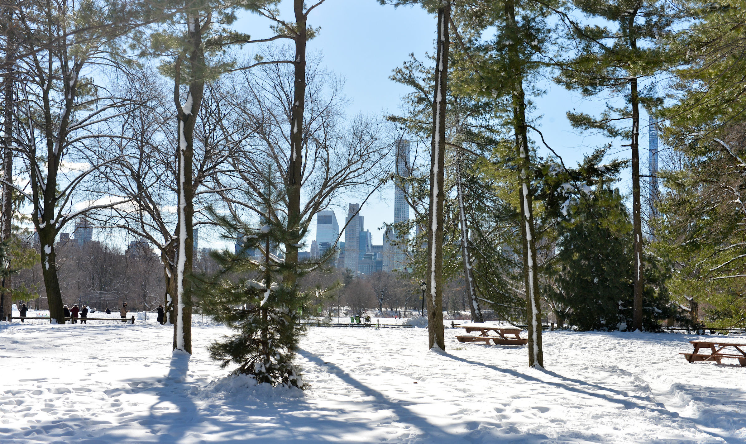 very tall evergreens grow in a grove covered in snow, there are benches where you can sit under the pine trees and look out to the view of the skyline