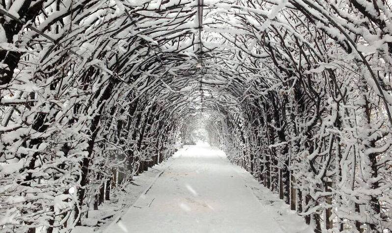 an archway of plants covered in snow